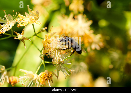 En prenant de l'abeille le pollen de fleur et la production du miel Banque D'Images