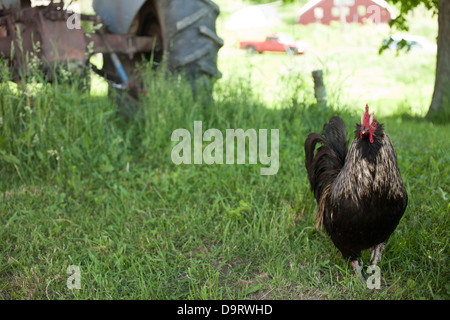 Un coq se pavane sur la cour à un CSA Vermont (agriculture à soutien communautaire). Banque D'Images