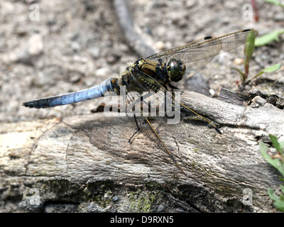 Macro détaillée des images d'un homme et femme Black-tailed Skimmer libellule Orthetrum cancellatum () - dans toutes les 45 images en série Banque D'Images