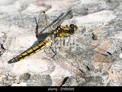 Des images détaillées de macro à queue noire (libellule Orthetrum cancellatum Skimmer) - dans toutes les 45 images en série Banque D'Images