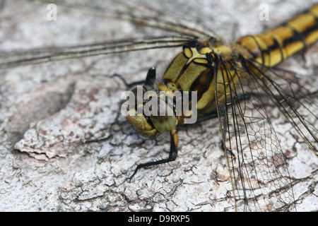 Des images détaillées de macro à queue noire (libellule Orthetrum cancellatum Skimmer) - dans toutes les 45 images en série Banque D'Images