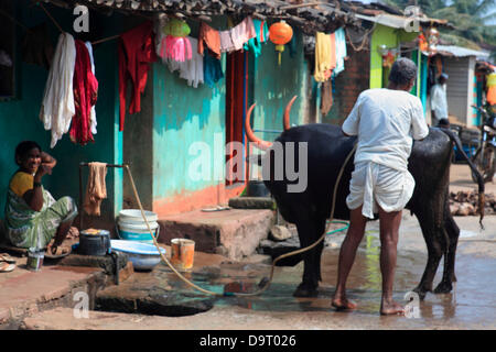 28 Nov.2012 - Belgaum,Karnataka, Inde un homme utilise l'eau du robinet pour laver son bétail dans le quartier de taudis à Mumbai où Veolia exécute un projet pilote pour la fourniture de 24 heures de l'eau du robinet pour les maisons dans les bidonvilles. Grandes entreprises multinationales ciblent de plus en plus bas de la pyramide, les pauvres, dans les pays en développement comme l'Inde à conduire la croissance future et les profits. L'immense marché par voie de simple volume et taille des pauvres et de la classe moyenne inférieure a invité la population du RNM à innover et développer de nouveaux produits pour répondre spécifiquement à ce marché. Banque D'Images