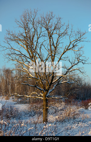 Le chêne arbre dans le nord du Wisconsin Banque D'Images