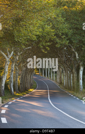 Une avenue d'arbres sur une route ordinaire nr Soreze, Tarn, Languedoc, France Banque D'Images