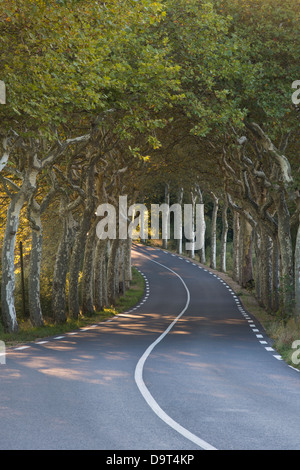 Une avenue d'arbres sur une route ordinaire nr Soreze, Tarn, Languedoc, France Banque D'Images
