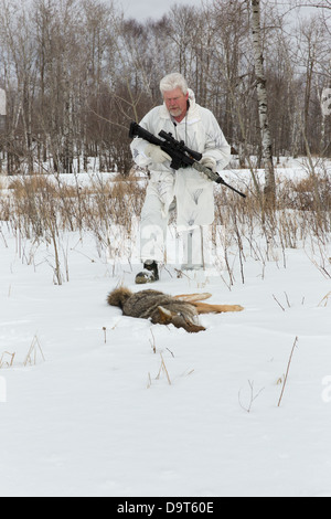 Au cours de l'hiver chasse Coyote Banque D'Images