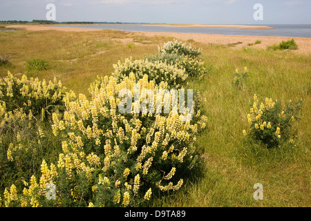 Lupinus arboreus lupin jaune, Bush, à proximité de North Point Weir à l'embouchure de la rivière de galets, minerai Street, Suffolk, Angleterre Banque D'Images