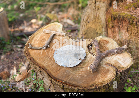 Les brindilles d'acier galvanisé, direction générale de la fourche recyclé cercle des débris forestiers mot orthographe joie sur souche d'arbre Banque D'Images