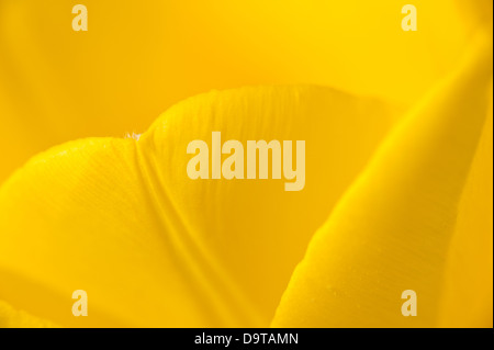 Détail de l'extrême richesse tulipe jaune pétales épanouis edge et les bords Banque D'Images