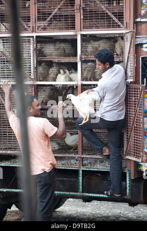 L'achat et la vente de poulets vivants à Mumbai, Inde Banque D'Images