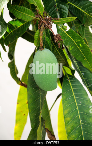 Mango growing on tree, Costa del Sol, la province de Malaga, Andalousie, Espagne, Europe de l'Ouest. Banque D'Images