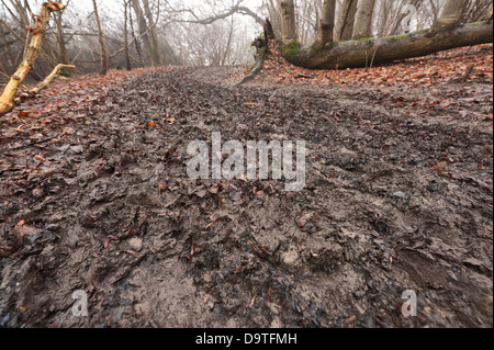 Squelchy mud muddy sombre soulevés par la marche sur sentier de randonnée d'hiver de basse altitude brouillard tombé orange feuilles de hêtre sur le sol Banque D'Images