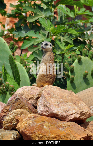 Meerkat debout sur les pattes arrière. Petit animal suricate montent la garde. Banque D'Images