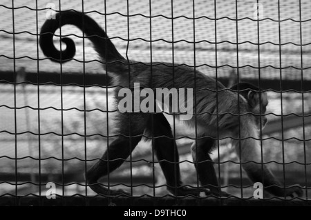 Singe-écureuil animal captif dans une cage. Noir et blanc. Banque D'Images