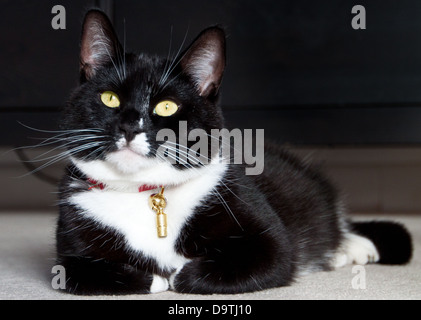 Un chat, Daisy sauvetage maintenant profiter de la vie dans sa nouvelle maison. Banque D'Images
