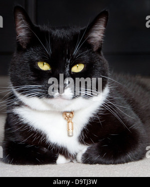 Un chat, Daisy sauvetage maintenant profiter de la vie dans sa nouvelle maison. Banque D'Images