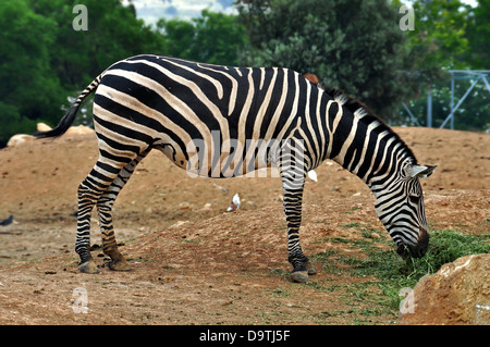 Zebra se nourrissant de l'herbe. Animal sauvage. Banque D'Images