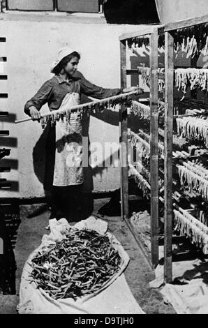 Texte de propagande du rapport national-socialiste au dos de la photo: "Une armée s'aide elle-même. Une usine de pâtes pour l'auto-approvisionnement ». Motif tiré du front de l'est le 23rd décembre 1942. Contrairement à l'information propagée en Allemagne, il y avait en règle générale pénurie d'offre sur le front oriental. Fotoarchiv für Zeitgeschichte Banque D'Images