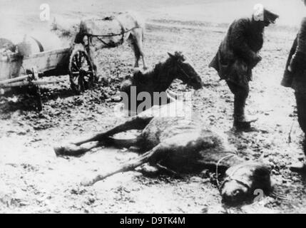 Les chevaux en train de mourir sont photographiés sur le front de l'est. Date et lieu inconnus. L'image a été prise pour les rapports de guerre nazis sur le front oriental entre 1941 et 1944. L'attaque contre l'Union soviétique par le Reich allemand a été acceptée en juillet 1940 et préparée comme l'« opération Barbarossa » depuis décembre 1940. Le 22 juin 1941, l'invasion de la Wehrmacht allemande a commencé. Fotoarchiv für Zeitgeschichte Banque D'Images