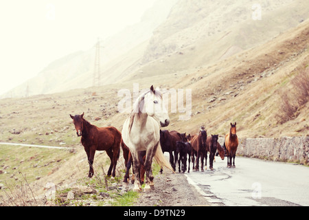 Troupeau de chevaux sur une route dans les montagnes. La Géorgie. Banque D'Images
