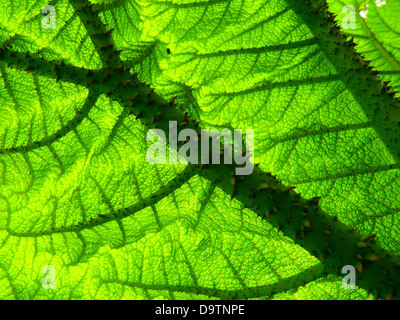 Fiche de mammouth Gunnera manicata rhubarbe géante Banque D'Images