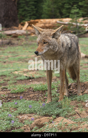 Wild coyote (Canis latrans lestes) dans un pré avec lupin, Yosemite National Park Banque D'Images