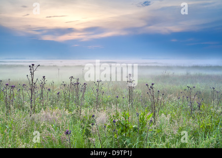 Fleurs sauvages sur prairie au lever du soleil d'été brumeux Banque D'Images