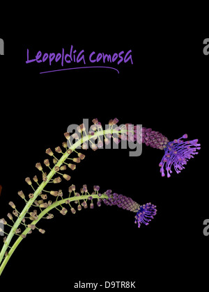 Comosa Muscari comosum Leopoldia aka aka Jacinthe Tassel Banque D'Images