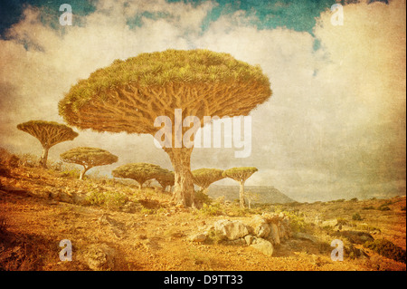 Image vintage d'arbres dragons à Dixam plateau, l'île de Socotra, au Yémen Banque D'Images