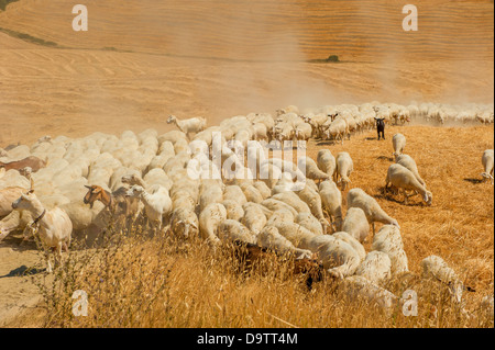 Troupeau de moutons dans un champ de la Toscane Banque D'Images