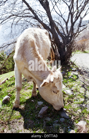 Vache blanche dans les montagnes Banque D'Images