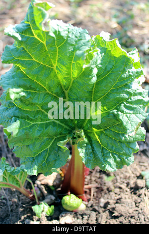 Les jeunes germe d'une rhubarbe regrown à partir du sol au printemps Banque D'Images