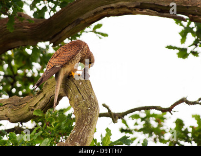 Femme Sauvage, Kestrel Falco tinnunculus perché sur une branche de chêne avec vole Banque D'Images