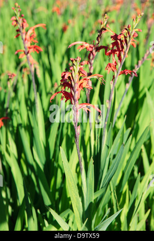 Chasmanthe aethiopica Lily (Cobra) - famille, Cape Town, Afrique du Sud Banque D'Images