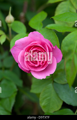 Gros plan de David Austin Rose 'Gertrude Jekyll' en fleur dans un jardin anglais, Royaume-Uni Banque D'Images