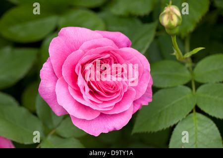 Gros plan d'un rose David Austin Rose 'Gertrude Jekyll' en fleur dans un jardin anglais, Royaume-Uni Banque D'Images