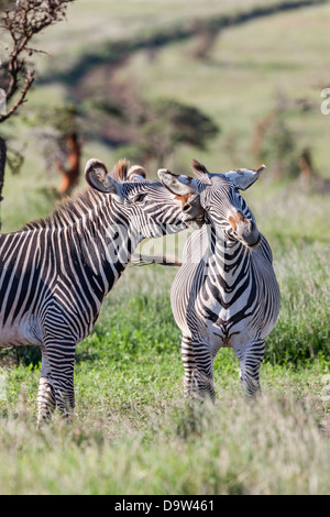 L'Afrique, au Kenya. Deux Zèbre de Grévy (Equus grevyi) étalons. Banque D'Images