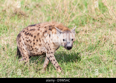 L'Hyène tachetée (Crocuta crocuta), Maasai Mara, Kenya, Afrique. Banque D'Images