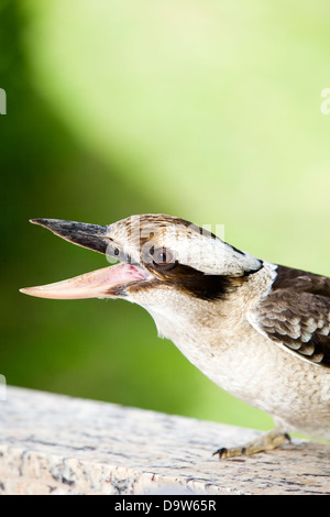 Natif d'Australie kookaburra oiseau. Banque D'Images