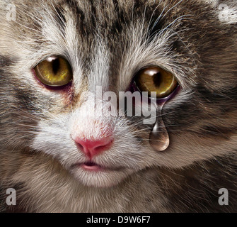 La violence envers les animaux et les animaux de la cruauté et la négligence avec un triste pleurer kitten cat à la recherche à l'afficheur avec une larme de désespoir comme un concept Banque D'Images
