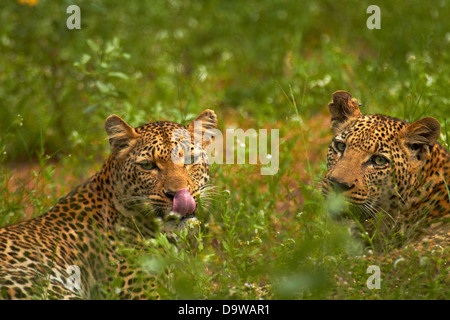 Le Léopard (Panthera pardus), Kruger National Park, Afrique du Sud Banque D'Images