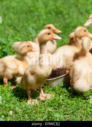 Peu de poussins canetons sur l'herbe Banque D'Images