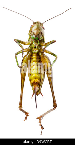 Grasshopper in front of white background. Clipping Path Banque D'Images