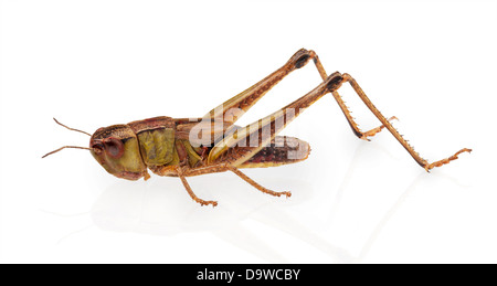 Grasshopper in front of white background. Clipping Path Banque D'Images