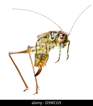 Grasshopper in front of white background. Clipping Path Banque D'Images