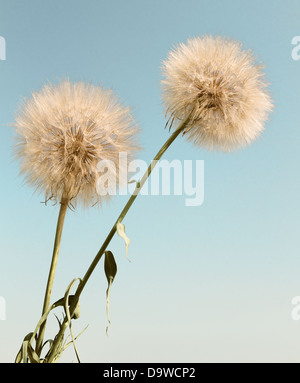 Résumé fond de fleurs de pissenlit, extreme close up avec soft focus, belle nature détails Banque D'Images