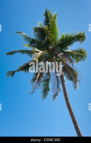 Cocotier plus isolés d'arbres tropicaux bleu ciel Banque D'Images