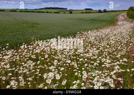 Ox-eye Tribunes Leucanthemum vulgare sur terres arables pointe Banque D'Images