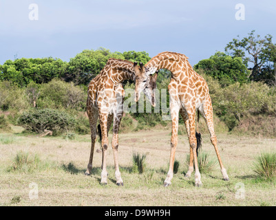 Maasai Girafe (Giraffa camelopardalis Tippelskirchi) dans le Masai Mara. Deux taureaux gorges et l'affichage. Au Kenya. Banque D'Images