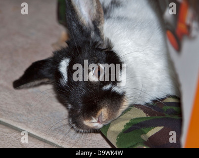 Lapin Bélier nain mâle juvénile Banque D'Images